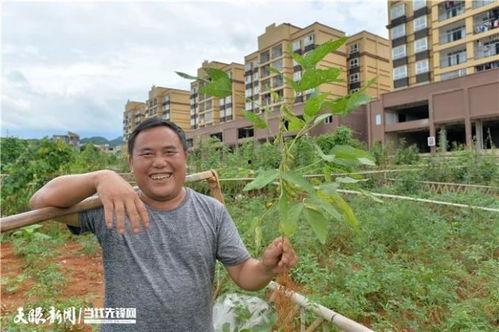 农村的吃瓜群众图片高清,田间地头的欢乐时光